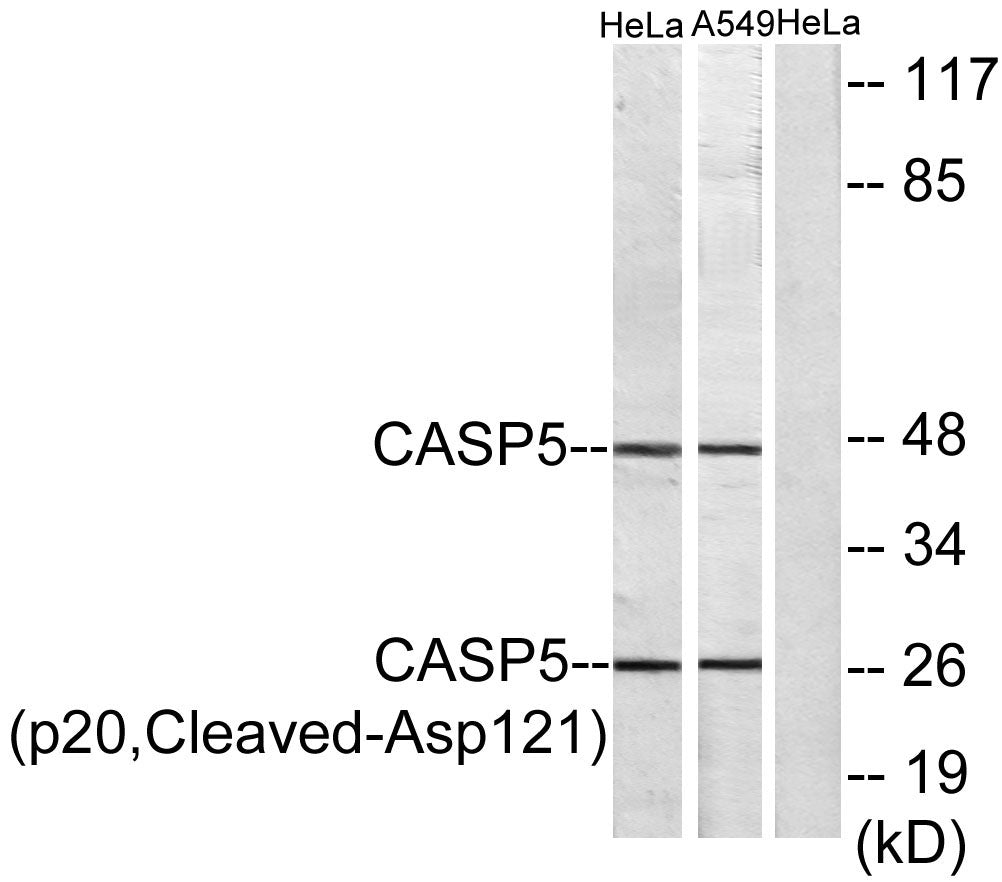 Cleaved-Caspase-5 p20 (D121) Rabbit Polyclonal Antibody
