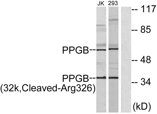 Cleaved-Cathepsin A 32k (R326) Rabbit Polyclonal Antibody