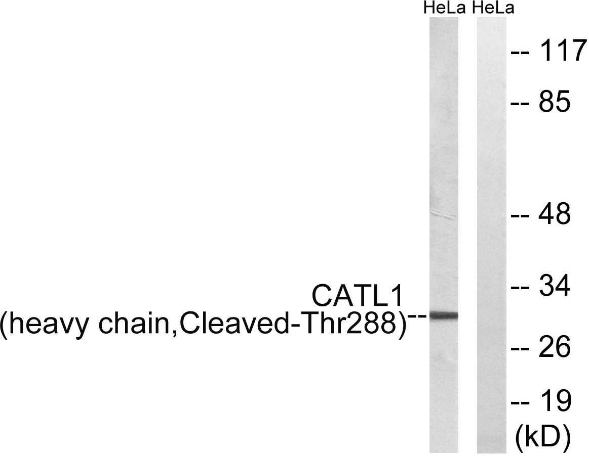 Cleaved-Cathepsin L1 HC (T288) Rabbit Polyclonal Antibody