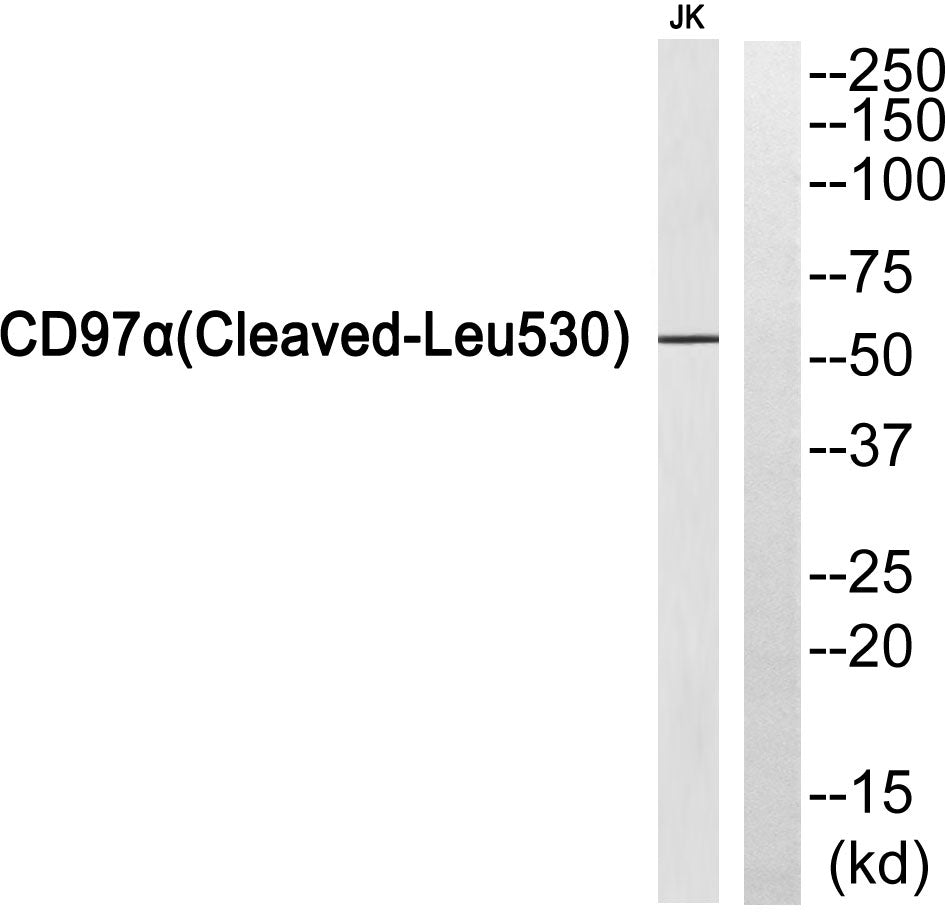 Cleaved-CD97α (L530) Rabbit Polyclonal Antibody