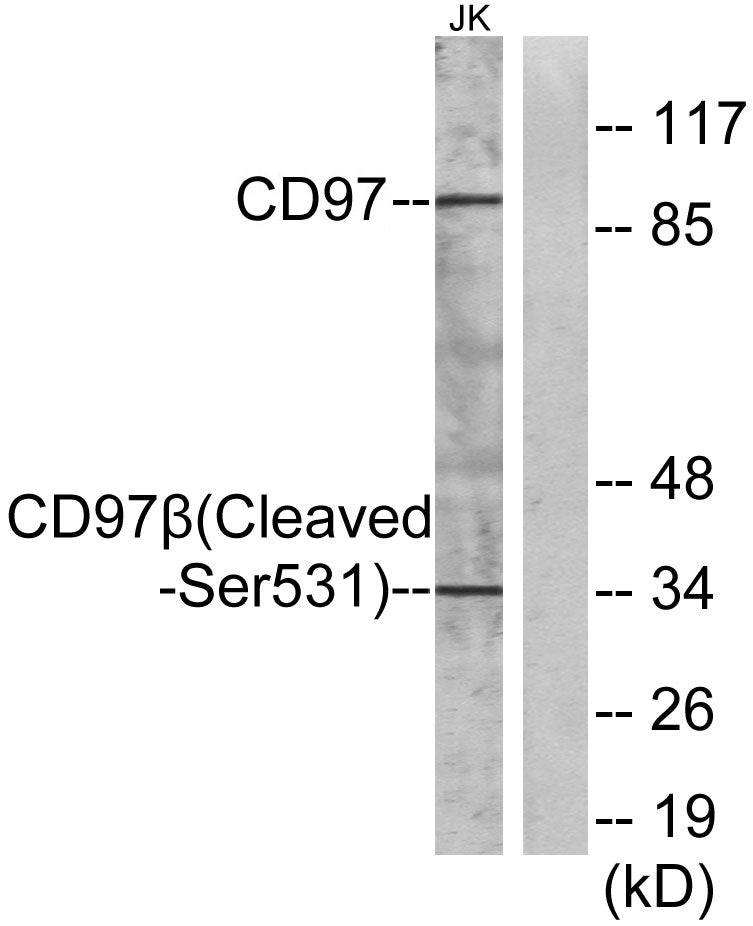 Cleaved-CD97β (S531) Rabbit Polyclonal Antibody