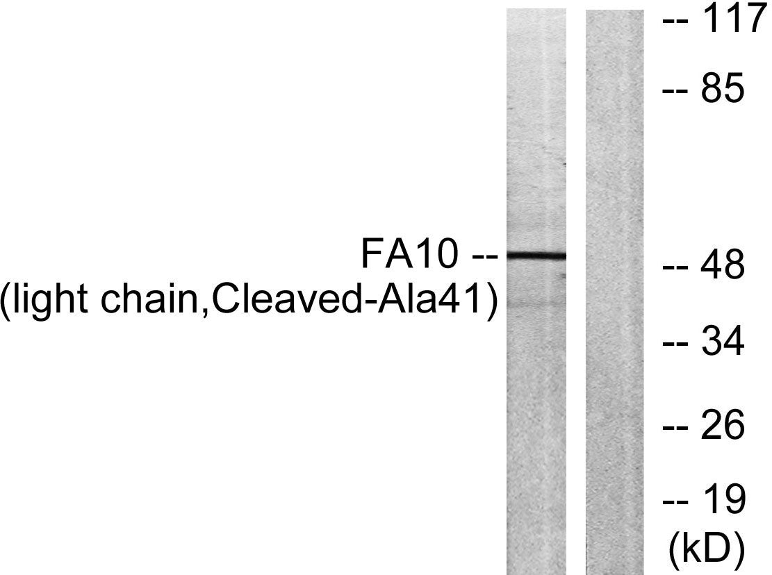 Cleaved-Factor X/ Factor X LC (A41) Rabbit Polyclonal Antibody
