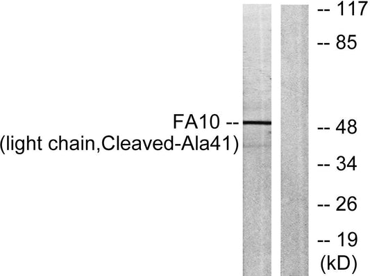 Cleaved-Factor X/ Factor X LC (A41) Rabbit Polyclonal Antibody