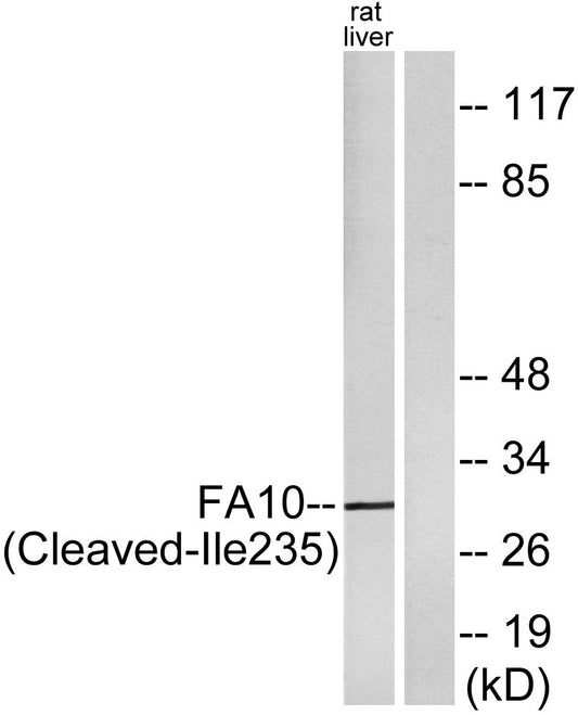Cleaved-Factor Xa activated HC (I235) Rabbit Polyclonal Antibody