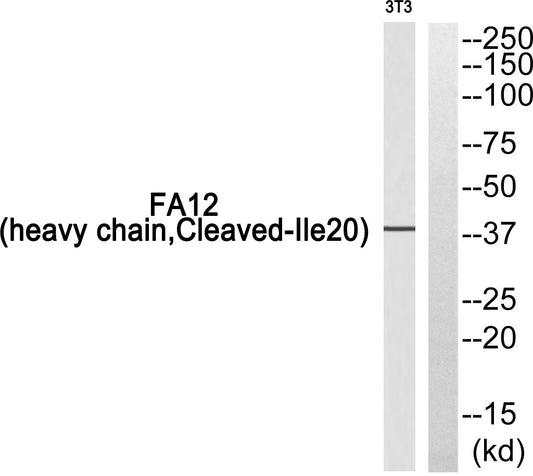 Cleaved-Factor XII HC (I20) Rabbit Polyclonal Antibody