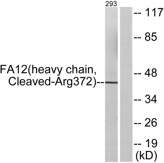 Cleaved-Factor XII HC (R372) Rabbit Polyclonal Antibody