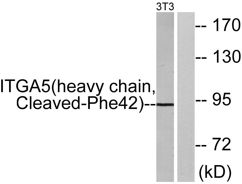 Cleaved-Integrin α5 HC (F42) Rabbit Polyclonal Antibody