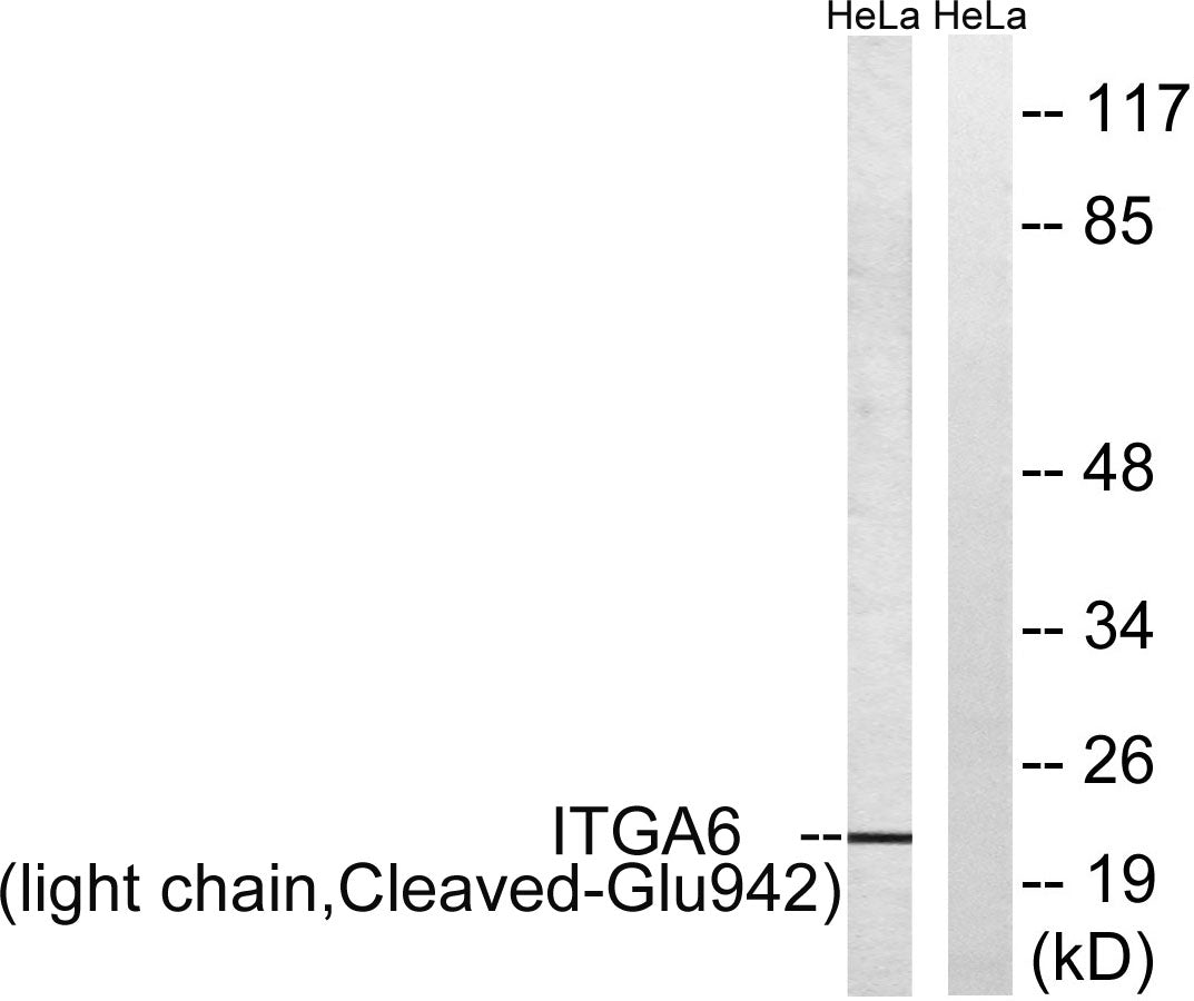 Cleaved-Integrin α6 LC (E942) Rabbit Polyclonal Antibody