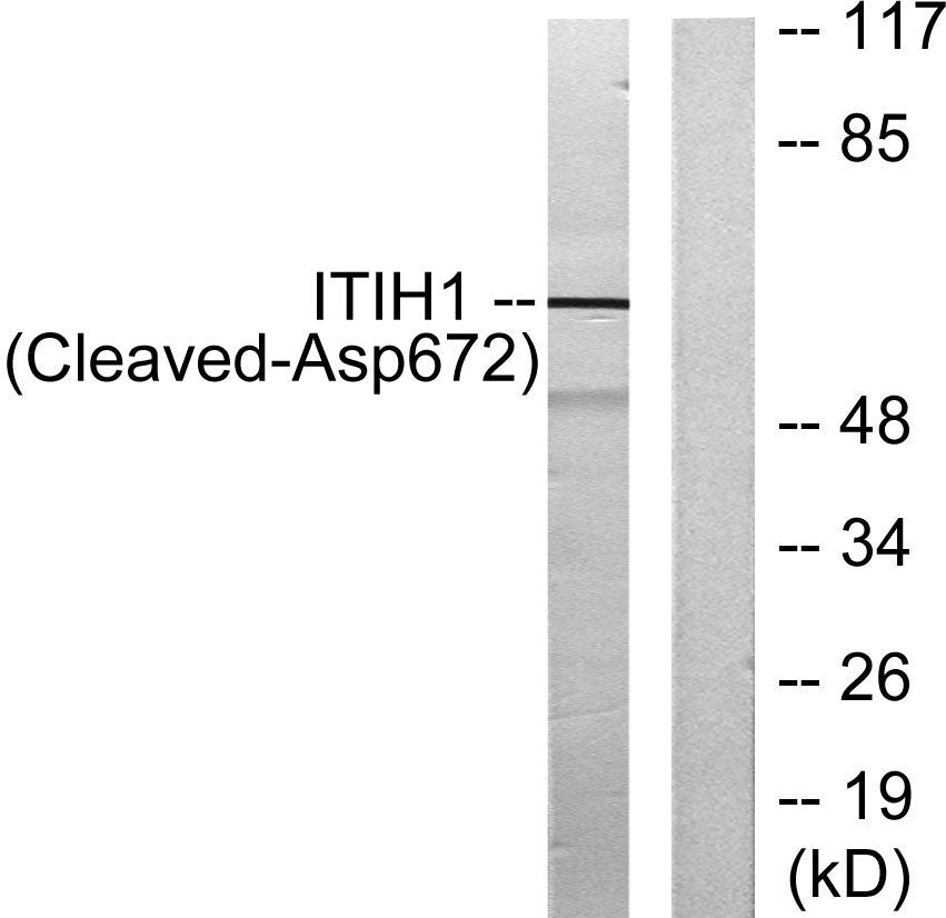 Cleaved-ITI-H1 (D672) Rabbit Polyclonal Antibody