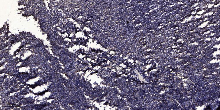 Cleaved-ITI-H4 70k (R661) Rabbit Polyclonal Antibody