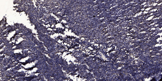 Cleaved-ITI-H4 70k (R661) Rabbit Polyclonal Antibody