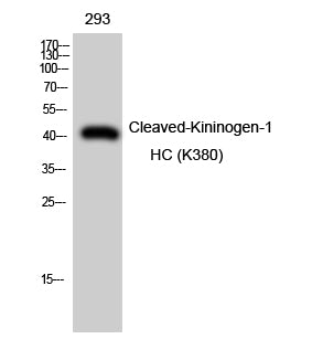 Cleaved-Kininogen-1 HC (K380) Rabbit Polyclonal Antibody