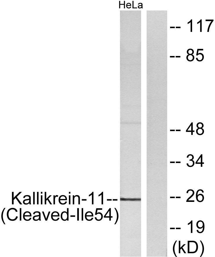 Cleaved-KLK11 (I54) Rabbit Polyclonal Antibody