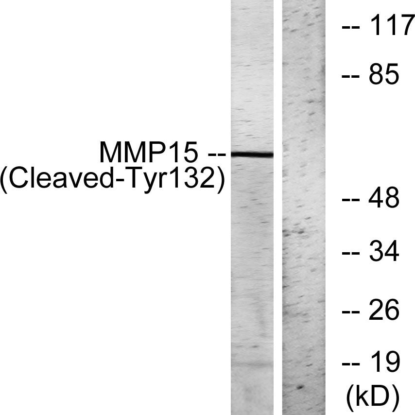 Cleaved-MMP-15 (Y132) Rabbit Polyclonal Antibody