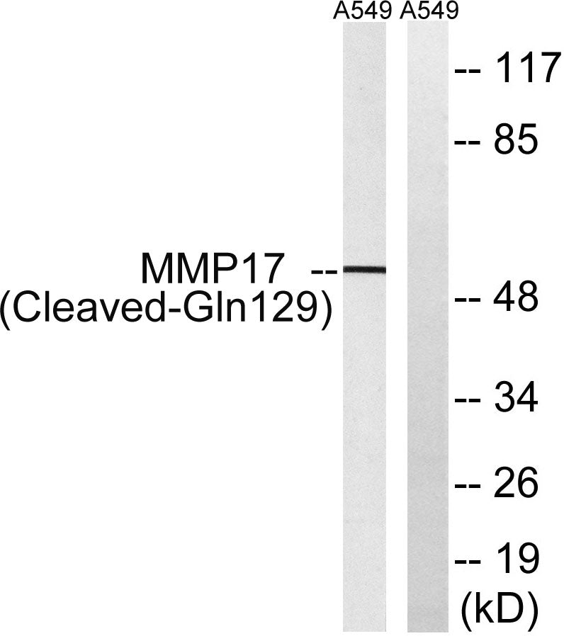 Cleaved-MMP-17 (Q129) Rabbit Polyclonal Antibody