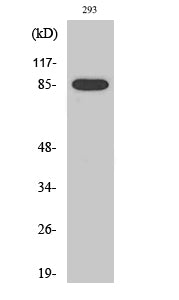 Cleaved-MPO 89k (A49) Rabbit Polyclonal Antibody