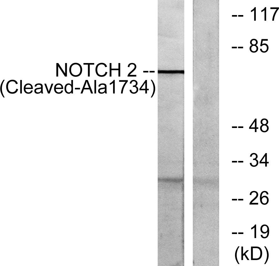 Cleaved-Notch 2 (A1734) Rabbit Polyclonal Antibody