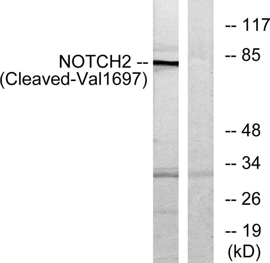 Cleaved-Notch 2 (V1697) Rabbit Polyclonal Antibody