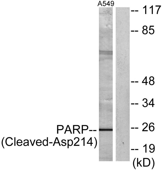 Cleaved-PARP-1 (D214) Rabbit Polyclonal Antibody