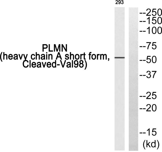 Cleaved-Plasminogen HC A short form (V98) Rabbit Polyclonal Antibody