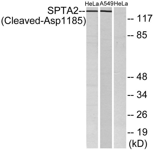 Cleaved-Spectrin α II (D1185) Rabbit Polyclonal Antibody