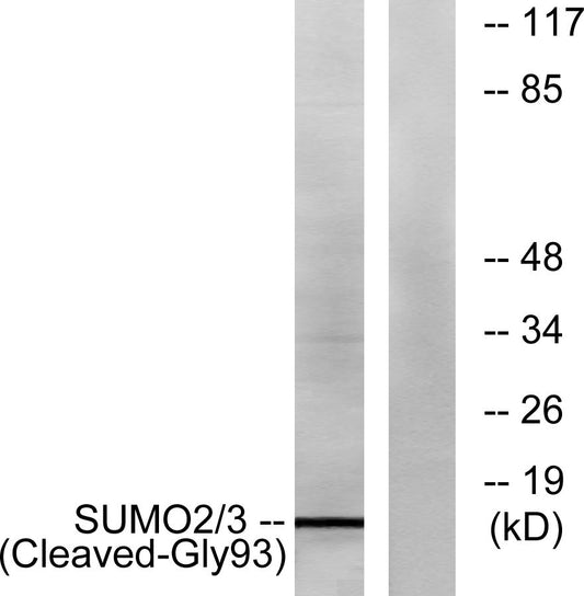 Cleaved-SUMO-2/3 (G93) Rabbit Polyclonal Antibody