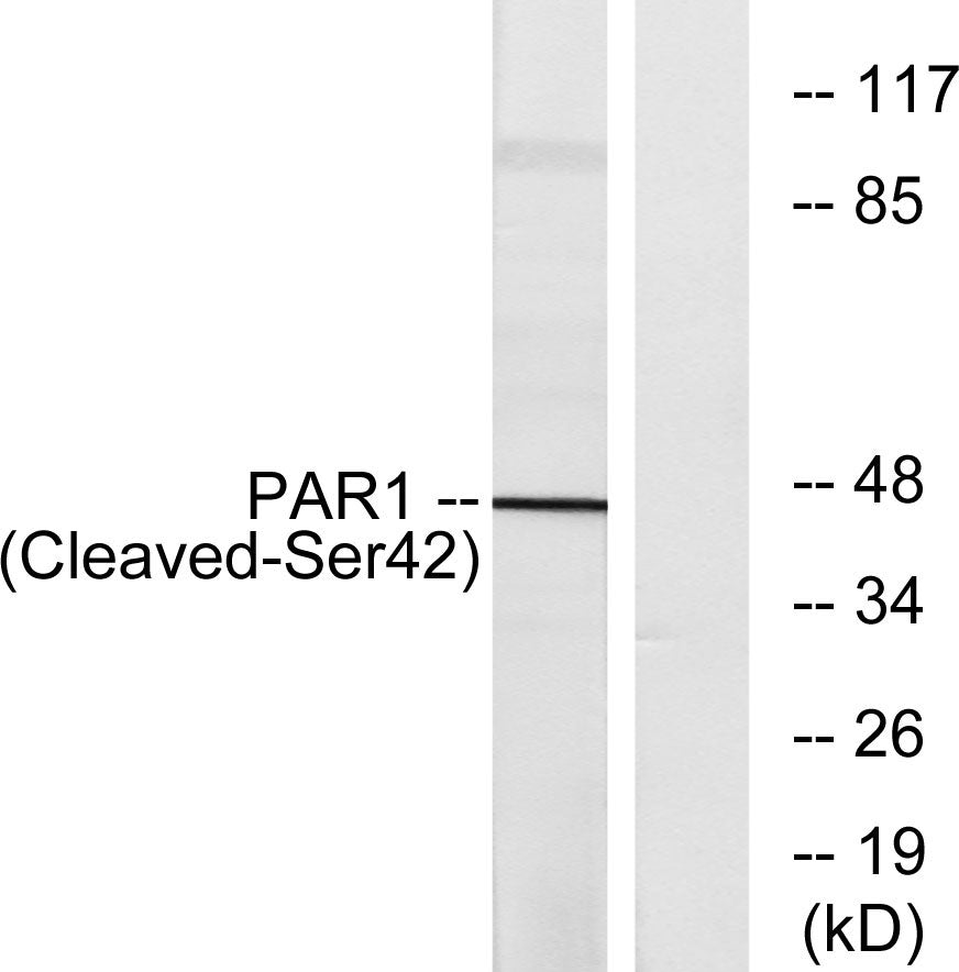 Cleaved-Thrombin R (S42) Rabbit Polyclonal Antibody
