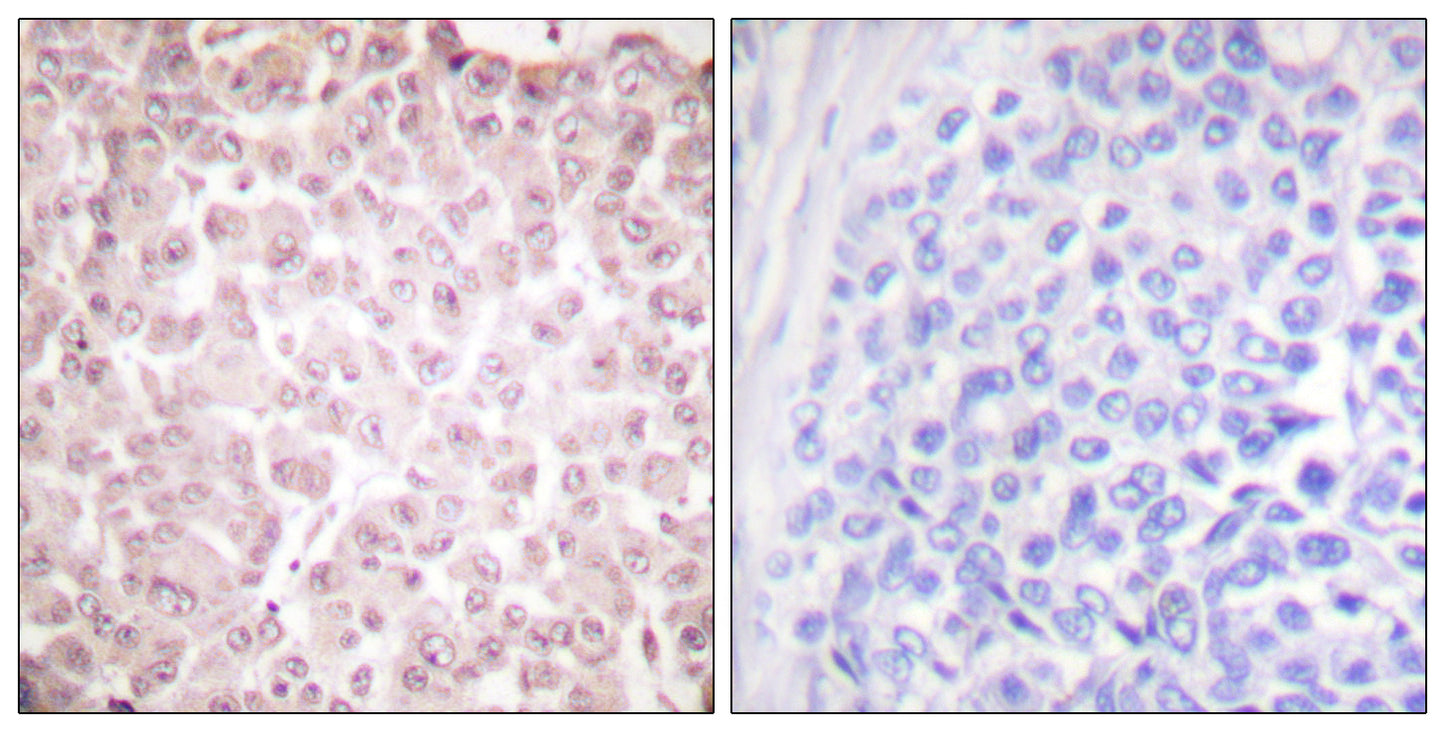 CLLD7 Rabbit Polyclonal Antibody