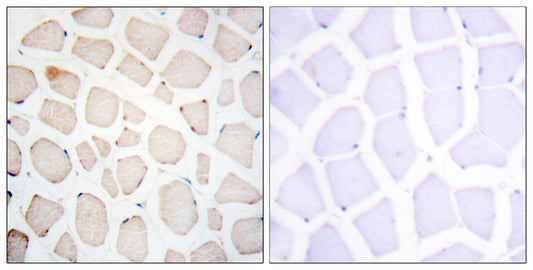 Clock Rabbit Polyclonal Antibody