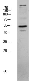 CLUS Rabbit Polyclonal Antibody