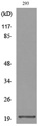 CMTM6 Rabbit Polyclonal Antibody