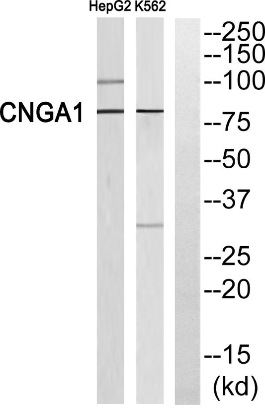 CNG-1 Rabbit Polyclonal Antibody