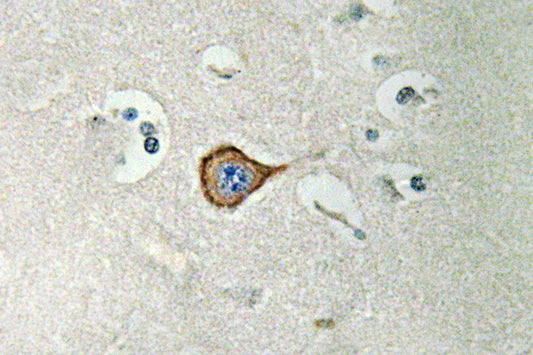 CNPase Rabbit Polyclonal Antibody
