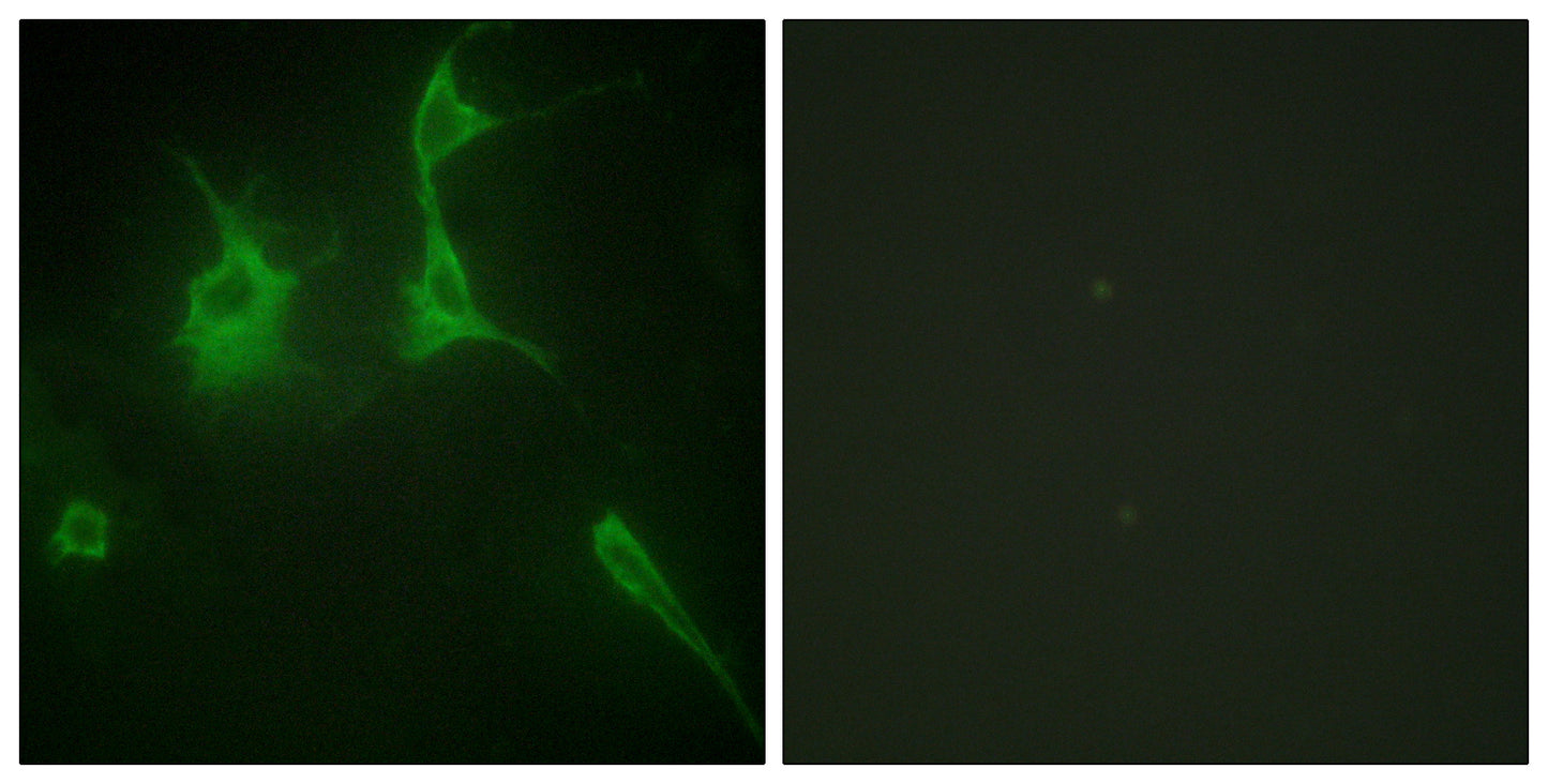 COL9A3 Rabbit Polyclonal Antibody