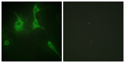 COL9A3 Rabbit Polyclonal Antibody
