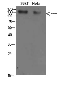 Collagen I Rabbit Polyclonal Antibody