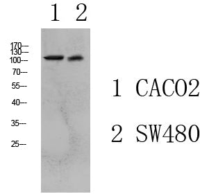 Collagen I Rabbit Polyclonal Antibody