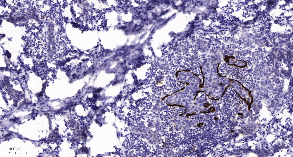 COLQ Rabbit Polyclonal Antibody