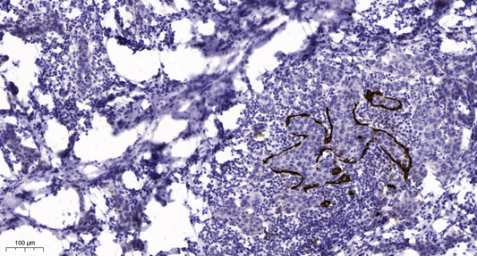 COLQ Rabbit Polyclonal Antibody