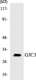 Connexin 31.3 Rabbit Polyclonal Antibody