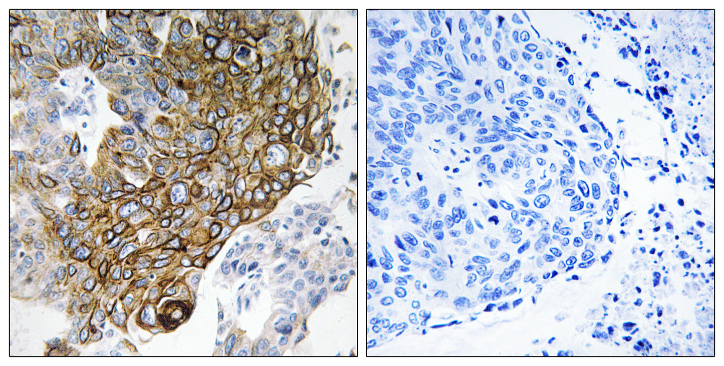 Connexin 46 Rabbit Polyclonal Antibody
