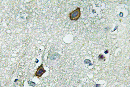 Connexin-45 Rabbit Polyclonal Antibody