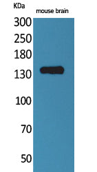 Contactin 1 Rabbit Polyclonal Antibody