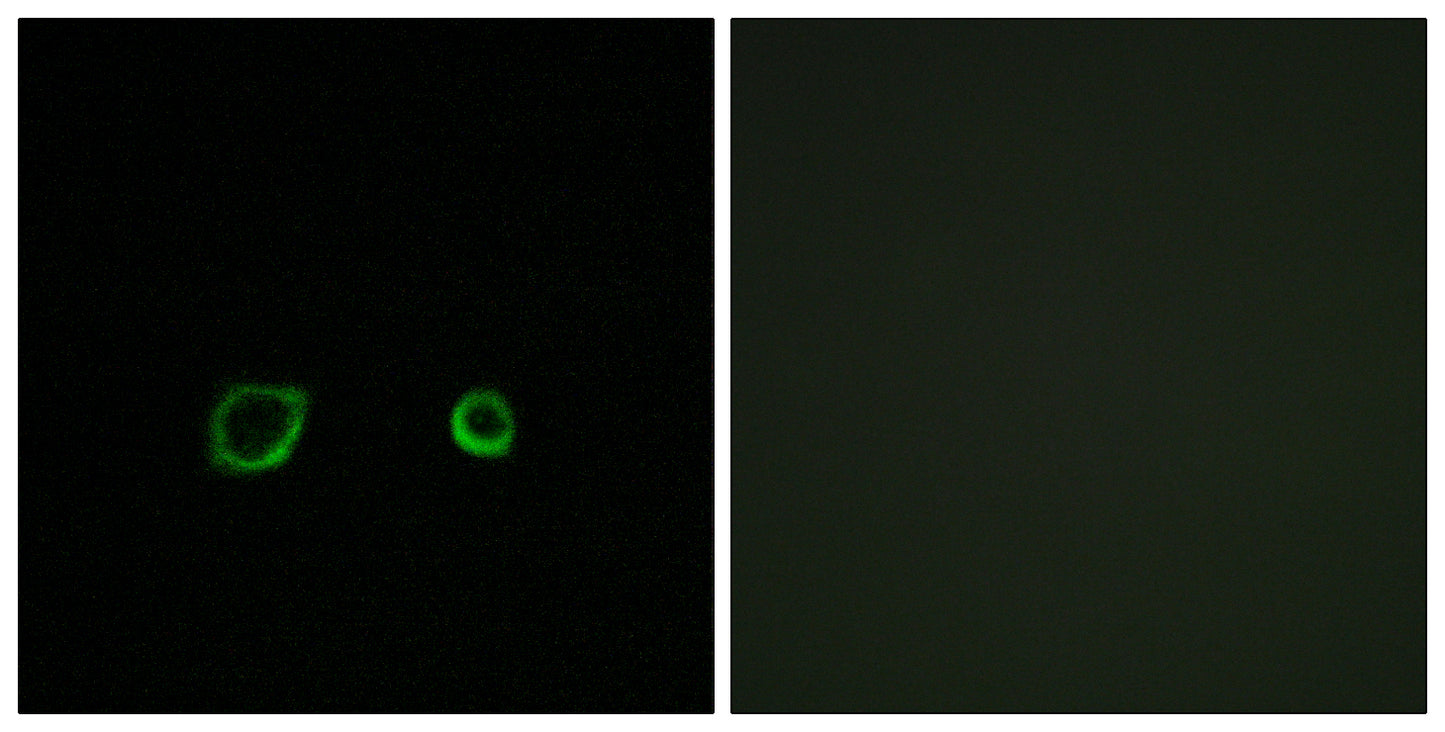 Contactin 4 Rabbit Polyclonal Antibody