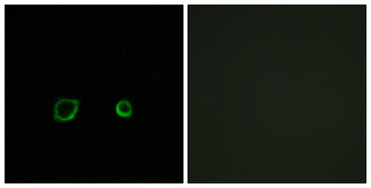 Contactin 4 Rabbit Polyclonal Antibody