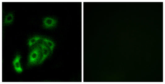 Contactin 5 Rabbit Polyclonal Antibody