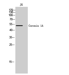 Coronin 1A Rabbit Polyclonal Antibody