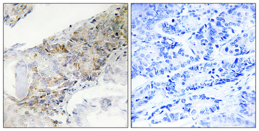 COX5b Rabbit Polyclonal Antibody