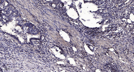 COX7B Rabbit Polyclonal Antibody