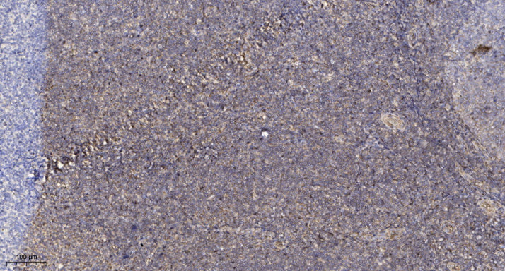 COX82 Rabbit Polyclonal Antibody